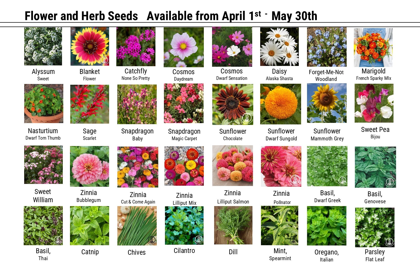 Flower and Herb Seeds