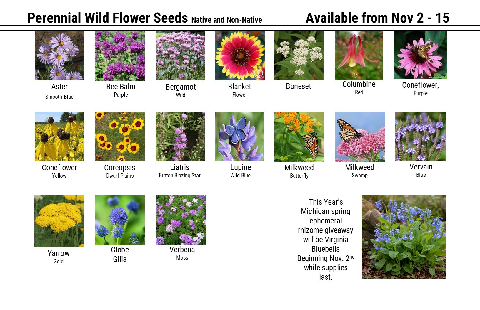 Perennial Wild Flower Seeds Native and Non-Native